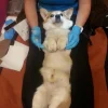 Dog-dental-cleaning Dog-dental-cleaning